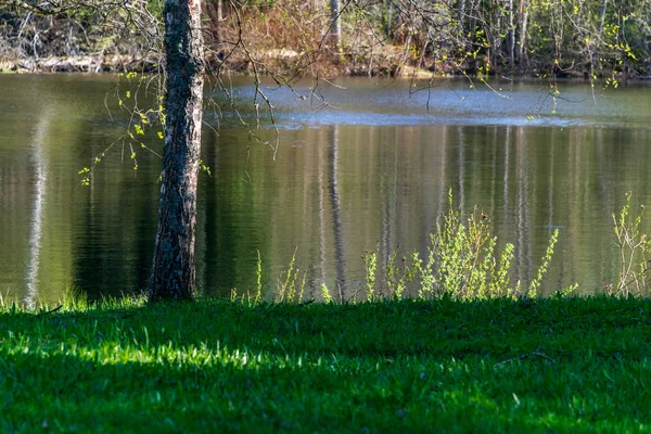 Seeufer Mit Markanten Bäumen Grünen Sommer — Stockfoto