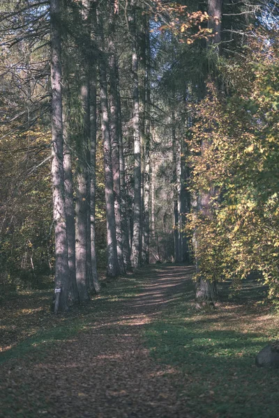 Park Sarı Yapraklar Arasında Ağaç Gövdeleri Içinde Sonbahar Boş Ülkede — Stok fotoğraf
