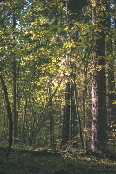 Kolorowe Drzewa Liści Bujnych Wzór Lesie Oddziałów Światło Słoneczne Wczesna — Zdjęcie stockowe