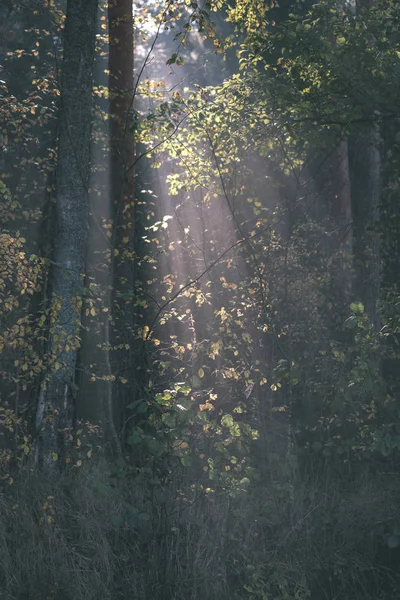Солнце Летит Сквозь Осенние Листья Деревьев Туманном Лесном Лугу Старинная — стоковое фото