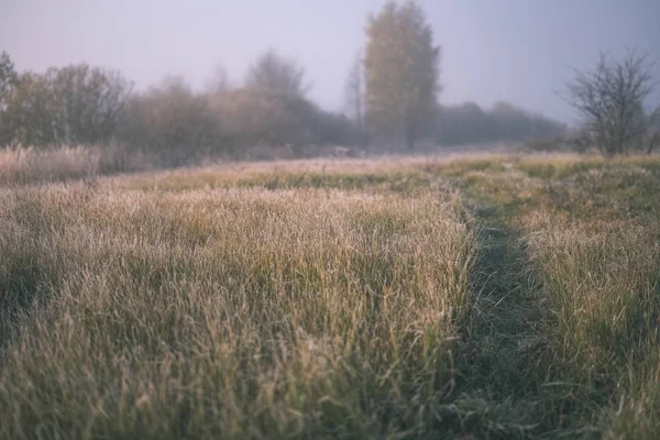 Piacevoli Sensi Mente Esteticamente Solitario Alberi Autunnali Nascosti Nella Nebbia — Foto Stock