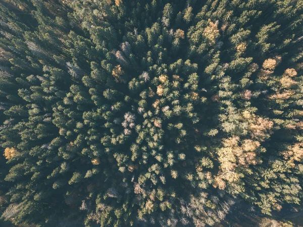 Изображение Дрона Воздушный Вид Сельскую Местность Осенью Желтыми Красными Деревьями — стоковое фото