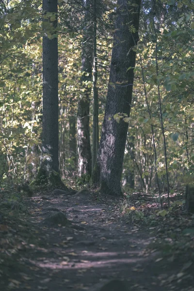 Lege Landweg Herfst Bedekt Met Gele Bladeren Het Park Tussen — Stockfoto