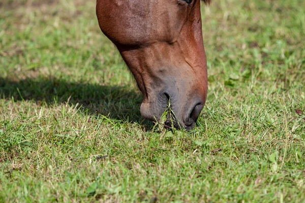 Zbliżenie Brązowy Dziki Koń Karmienia Zielony Łąka — Zdjęcie stockowe