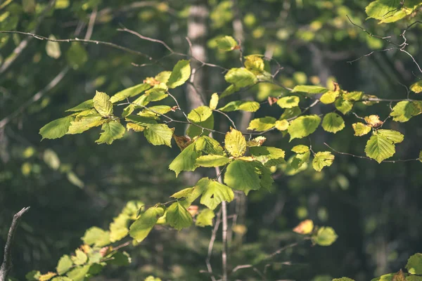 Farbige Baumblätter Saftige Muster Wald Mit Ästen Und Sonnenlicht Frühherbst — Stockfoto