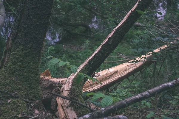 환경에서 부러진된 나무의 줄기의 — 스톡 사진