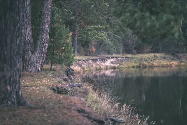 Ensamt Träd Med Senaste Färgade Blad Grenar Strax Innan Vintern — Stockfoto