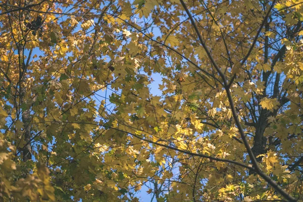 Albero Colorato Foglie Modello Lussureggiante Nella Foresta Con Rami Luce — Foto Stock