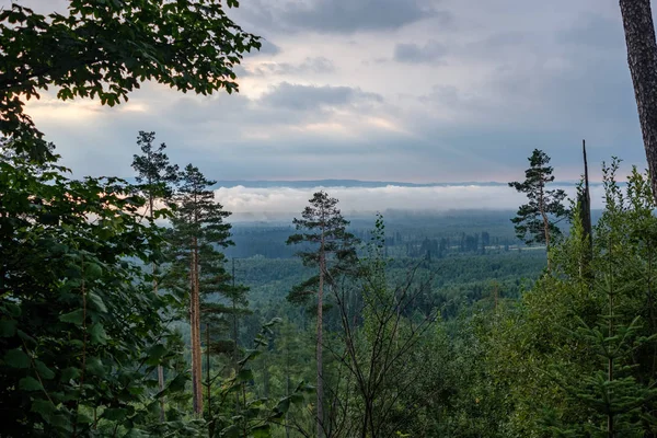 Beautiful Trees Green Foliage Forest — Stock Photo, Image