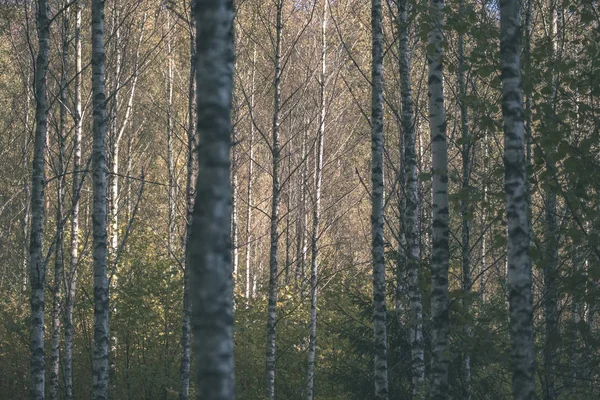 Σημύδα Δέντρο Πλούσιο Πολύχρωμο Φθινόπωρο Δάσος Κορμούς Δέντρων Και Φύλλα — Φωτογραφία Αρχείου