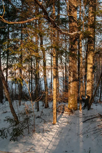 Divoký Les Zimě Vysokou Úrovní Sněhu Pozdě Večer Před Západem — Stock fotografie