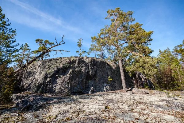 Rocky Узбережжя Фінляндії Декількох Соснами Лісі Влітку — стокове фото