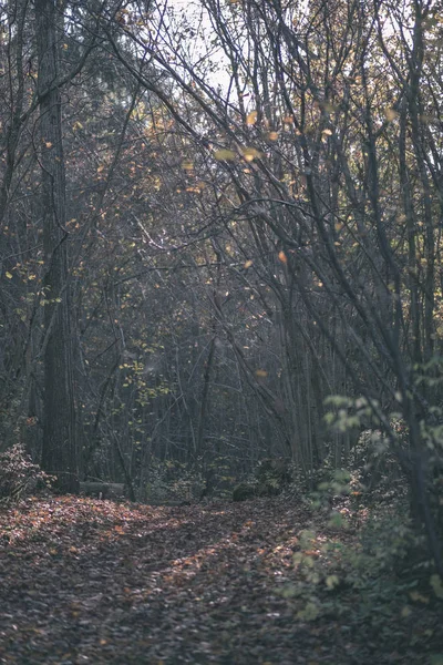 Route Campagne Vide Automne Couverte Feuilles Jaunes Dans Parc Entre — Photo