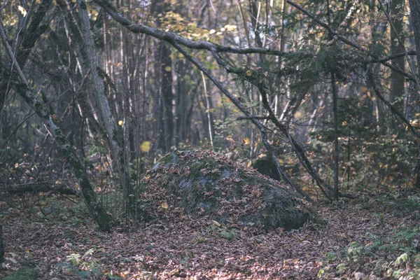 Природная Туристическая Тропа Лесу Поздней Осенью Цветными Листьями Ярким Небом — стоковое фото