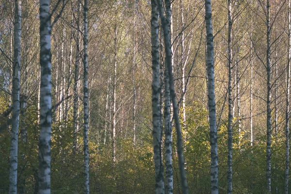 Bouleau Luxuriant Dans Forêt Automne Colorée Avec Troncs Arbre Feuilles — Photo