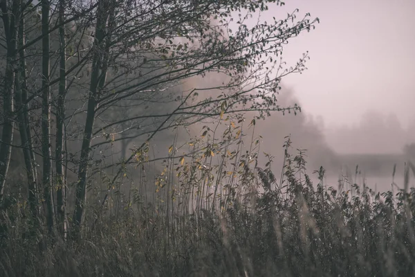 Belle Herbe Courbée Dans Brume Automne Campagne Avec Une Faible — Photo