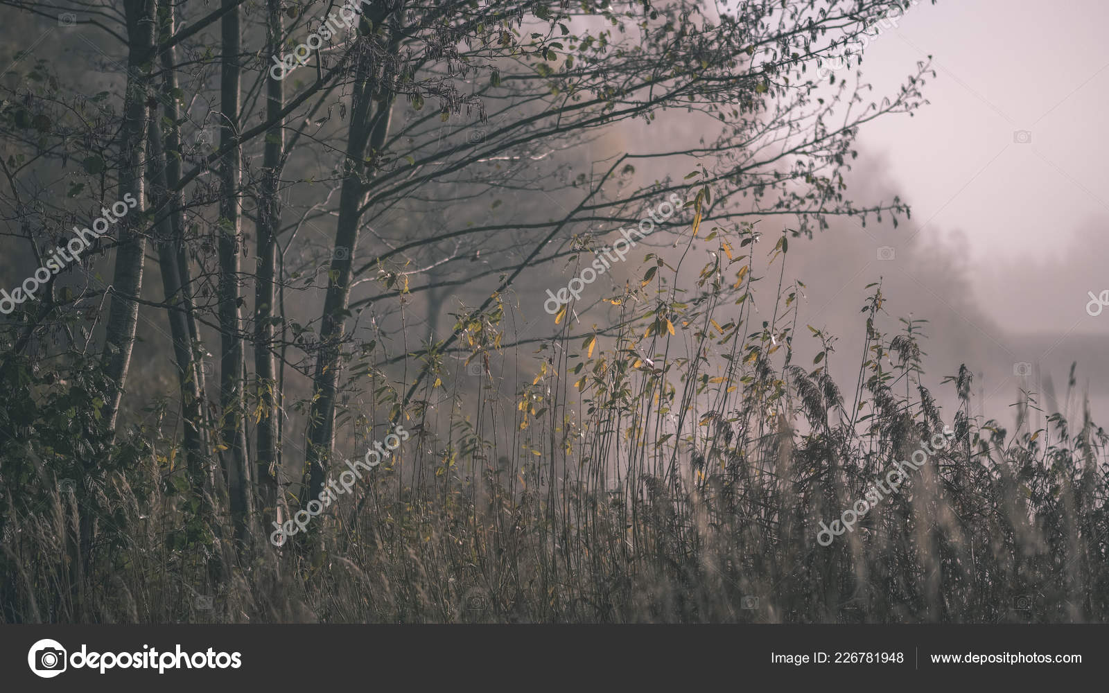 Hermosa Hierba Inclina Niebla Otoño Campo Con Poca Profundidad Campo — Foto  de stock #226781948 © martinsvanags, image size:1600x1000