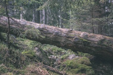 doğal ortamda yaş çizgilerle düşmüş kırık ağacının kuru ağaç gövdesi yakından görmek 