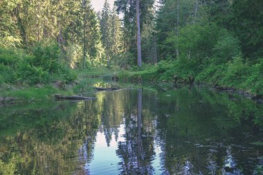 Güzel sakin Gauja Nehri ile su ağaçlarda Cesis, Letonya yakınındaki ormanda yansımalar yaz gün