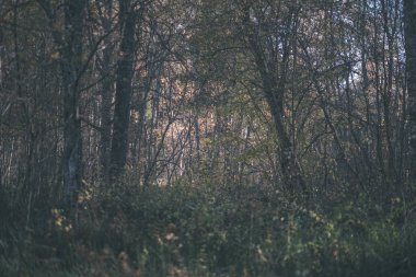 parlak sarı renkli huş ağacı yaprakları ve sonbaharda şubeleri. vintage eski film doğal dokulu arka plan - bak