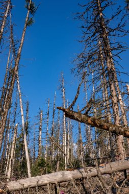 mavi gökyüzü karşı büyük ağaçların düşük açılı görünüş