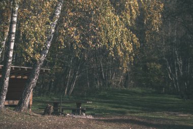 parlak sarı renkli huş ağacı yaprakları ve sonbaharda şubeleri. vintage eski film doğal dokulu arka plan - bak