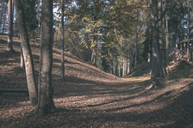 geç sonbaharda ayrıntılarda orman ağaç gövdeleri, renkli yaprakları ve güneşli sonbahar günü boş şubeleri ile kırsal. Sarı yapraklar - vintage eski film bakmak kaplı zemin