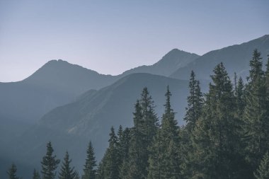 Slovakça Tatra Dağları'nda güzel misty gündoğumu karanlık ormanın içinde siste hafif şeritli