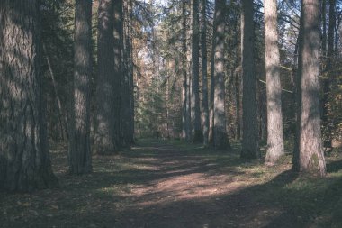 Park sarı yapraklar arasında ağaç gövdeleri içinde sonbahar boş ülkede yol kapalı. sonbahar renkleri - vintage eski film bakmak
