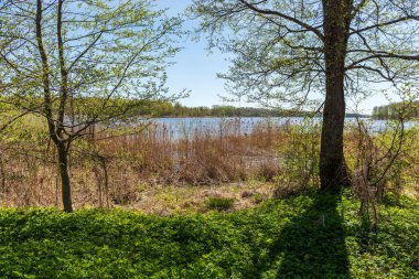göl kıyısı ile yeşil yaz ayrı ağaçlarda