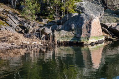 kayalık sahil şeridine Finlandiya'da birkaç çam ağaçları ve yaz aylarında sakin su