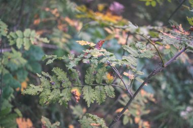güzel ağaç yaprakları ve dalları erken sonbahar ormandaki yakından görmek 