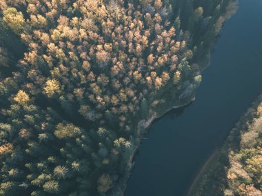 drone görüntü. sonbahar renkli ormandaki dalgalı Nehri'nin havadan görünümü. Letonya, nehir gauja - vintage eski film bakmak