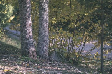 geç sonbaharda ayrıntılarda orman ağaç gövdeleri, renkli yaprakları ve güneşli sonbahar günü boş şubeleri ile kırsal. Sarı yapraklar - vintage eski film bakmak kaplı zemin