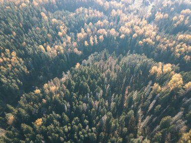 drone görüntü. sonbahar renkli ormandaki dalgalı Nehri'nin havadan görünümü. Letonya, nehir gauja - vintage eski film bakmak
