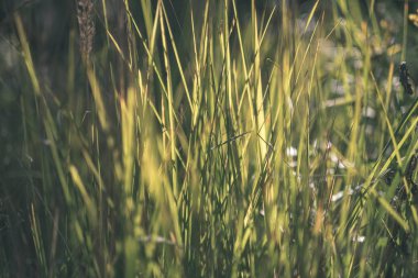 yeşil yaprakları ile erken sonbahar bulanıklık arka plan ve bazı renkli sonbahar yaprakları - vintage eski film bakmak