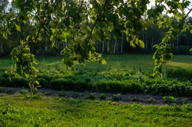 elma ağacı dalları yeşil elma yeşil yaz günü yağmurla dolu