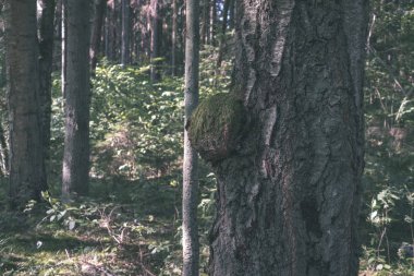doğal ortamda yaş çizgilerle düşmüş kırık ağacının kuru ağaç gövdesi yakından görmek 