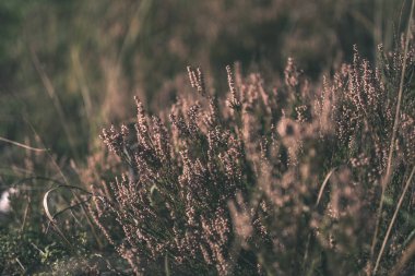 arka plan deseni sarı sonbahar ağacının yaprakları. sıcak renkler - vintage eski film bakmak