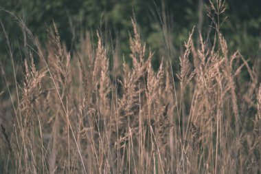 yakından görmek güzel çim bents ile sonbahar arka plan bulanıklık 