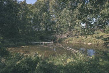 güzel orman doğa göl veya nehir temiz su sonbahar yansıtıyordu.