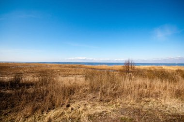 sahil şeridine Finlandiya'da birkaç çam ağaçları ve yaz aylarında sakin su