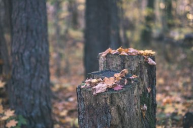 Bazı renkli yaprakları ve parlak gökyüzü - vintage eski film bakmak ile geç sonbaharda ormanda doğal turistik iz