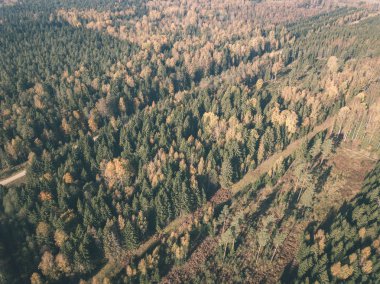 drone görüntü. hava alanları ve renkli sarı ile bulutlu sonbahar günü ormanlarda kırsal alan görünümünü düşen ağaçlar - vintage eski film bakmak