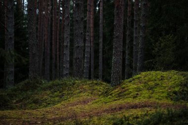 Ladin ve çam ağaçları ve yeşil bitki örtüsü ile karanlık sonbahar orman