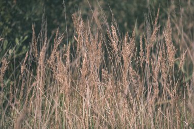 yakından görmek güzel çim bents ile sonbahar arka plan bulanıklık 