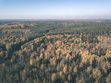 drone görüntü. sonbahar renkli ormandaki dalgalı Nehri'nin havadan görünümü. Letonya, nehir gauja - vintage eski film bakmak