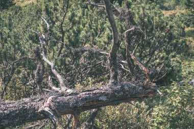 doğal ortamda yaş çizgilerle düşmüş kırık ağacının kuru ağaç gövdesi yakından görmek 