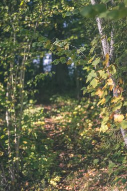 renkli ağaç yemyeşil desen ormanda şube ve güneş ışığı ile kırsal - vintage eski film bakmak erken sonbahar doğada yaprak
