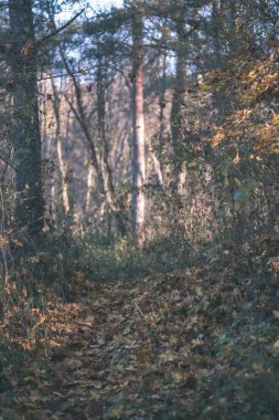 parlak sarı renkli huş ağacı yaprakları ve sonbaharda şubeleri. vintage eski film doğal dokulu arka plan - bak